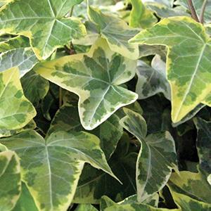 (English Ivy) Hedera helix Gold Child from Swift Greenhouses