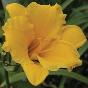 (Daylilly) Hemerocallis Stella de Oro from Swift Greenhouses