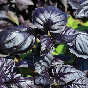 Ocimum basilicum Herb Annual - Basil Amethyst from Swift Greenhouses