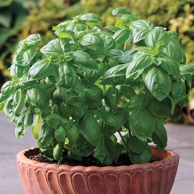 Ocimum basilicum Herb Annual - Basil Dolce Fresca from Swift Greenhouses