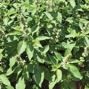 Ocimum americanum Herb Annual - Basil Lime from Swift Greenhouses