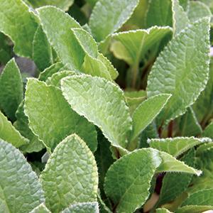 Borago officinalis Herb Annual - Borage from Swift Greenhouses