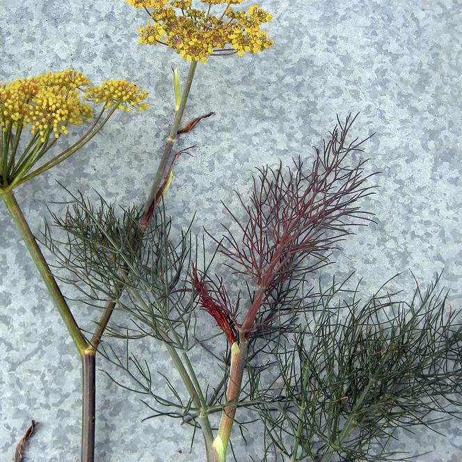 Foeniculum Herb Annual - Fennel Dulce Bronze from Swift Greenhouses