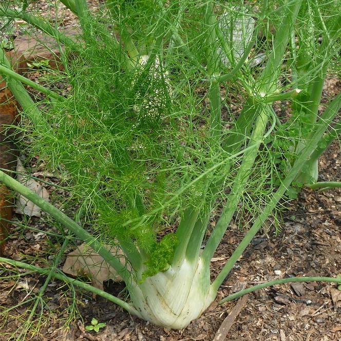 Foeniculum Herb Annual - Fennel Florence from Swift Greenhouses