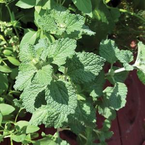 Marrubium vulgare Herb Annual - Horehound from Swift Greenhouses