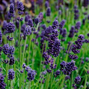 (English Lavender) Lavandula angustifolia Lavance Deep Purple from Swift Greenhouses