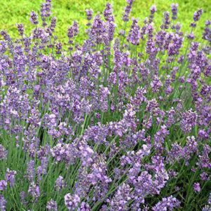 (English Lavender) Lavandula angustifolia Munstead from Swift Greenhouses