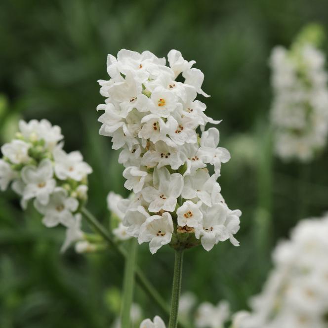 (English Lavender) Lavandula angustifolia Ellagance Snow from Swift Greenhouses