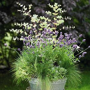 (English Lavender) Lavandula angustifolia Vicenza Blue from Swift Greenhouses