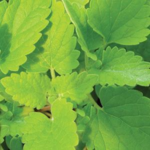 Nepeta cataria Herb Perennial - Nepeta Catnip from Swift Greenhouses