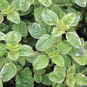 Origanum vulgare variegated Herb Perennial - Oregano Variegata from Swift Greenhouses