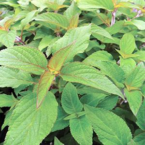 Salvia elegans Herb Perennial - Sage Pineapple from Swift Greenhouses