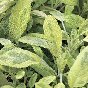 Salvia officinalis aurea Herb Perennial - Sage Golden Variegated from Swift Greenhouses