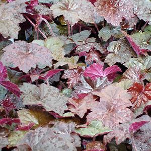 (Coral Bells) Heuchera micrantha Palace Purple Select from Swift Greenhouses