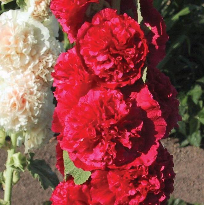 (Hollyhock) Alcea rosea Chaters Double Red from Swift Greenhouses
