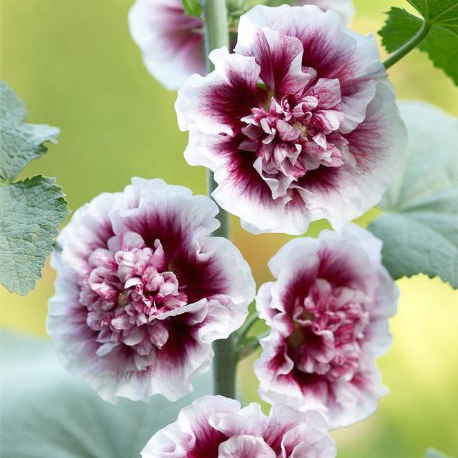 (Hollyhock) Alcea rosea Crème de Cassis from Swift Greenhouses