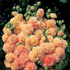 (Hollyhock) Alcea rosea Peaches 'n' Dreams from Swift Greenhouses