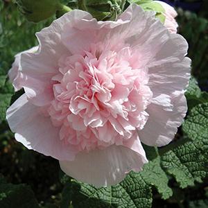 (Hollyhock) Alcea rosea Summer Carnival Mix from Swift Greenhouses