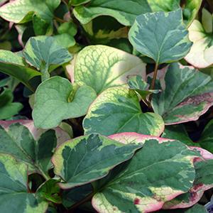 (Chameleon Plant) Houttuynia cordata Chameleon from Swift Greenhouses