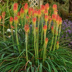 (Tritoma, Red Hot Poker) Kniphofia hirsuta Fire Dance from Swift Greenhouses