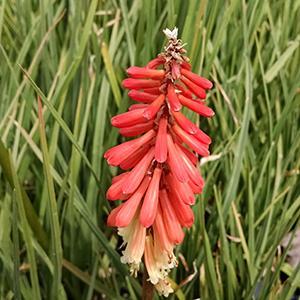 (Tritoma, Red Hot Poker) Kniphofia uvaria Flamenco Mix from Swift Greenhouses