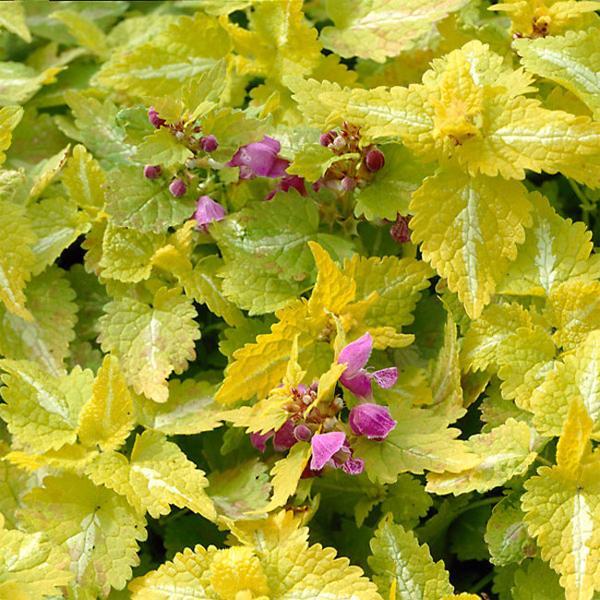 (Spotted Deadnettle) Lamium maculatum Aureum from Swift Greenhouses