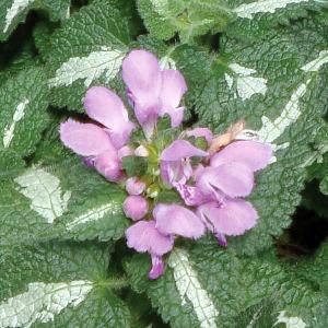(Spotted Deadnettle) Lamium maculatum Chequers from Swift Greenhouses