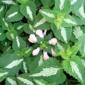 (Spotted Deadnettle) Lamium maculatum Shell Pink from Swift Greenhouses