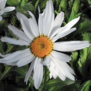 (Shasta Daisy) Leucanthemum superbum Alaska from Swift Greenhouses