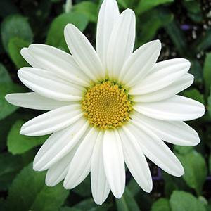 (Shasta Daisy) Leucanthemum superbum Becky from Swift Greenhouses
