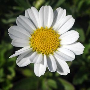 (Shasta Daisy) Leucanthemum superbum Brightside from Swift Greenhouses