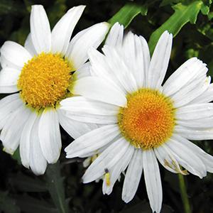 (Shasta Daisy) Leucanthemum superbum White Breeze from Swift Greenhouses