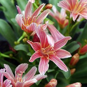 (Cliff Maids) Lewisia longipetala Little Plum from Swift Greenhouses