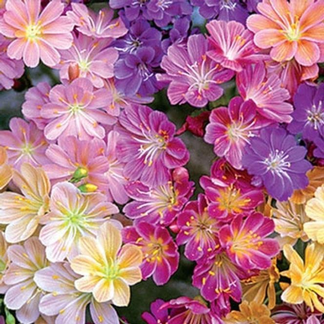 (Cliff Maids) Lewisia cotyledon Rainbow Hybrids Mix from Swift Greenhouses