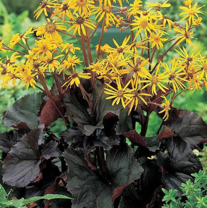 (Leopard Plant) Ligularia dentata Midnight Lady from Swift Greenhouses