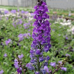 (Toadflax) Linaria purpurea Purple from Swift Greenhouses