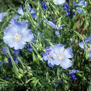 (Flax) Linum perenne Sapphire from Swift Greenhouses