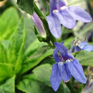 (Native Prairie Plant) Lobelia siphilitica Great Blue from Swift Greenhouses