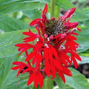 (Native Prairie Plant) Lobelia cardinalis Green Native from Swift Greenhouses