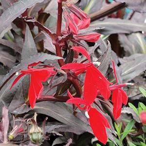 (Cardinal Flower) Lobelia fulgens Queen Victoria from Swift Greenhouses