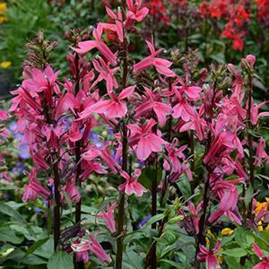 (Fan Flower) Lobelia speciosa Starship Rose from Swift Greenhouses