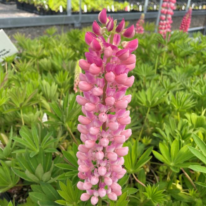 (Lupine) Lupinus polyphyllus Gallery Pink from Swift Greenhouses