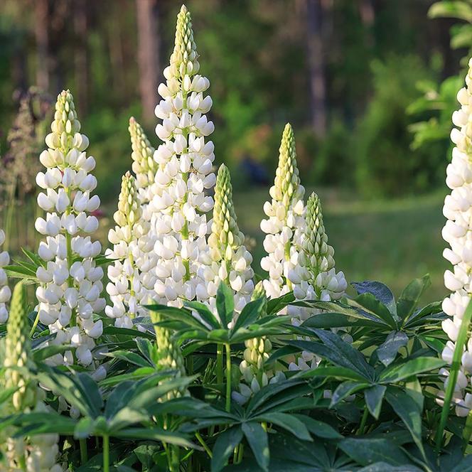 (Lupine) Lupinus polyphyllus Gallery White from Swift Greenhouses