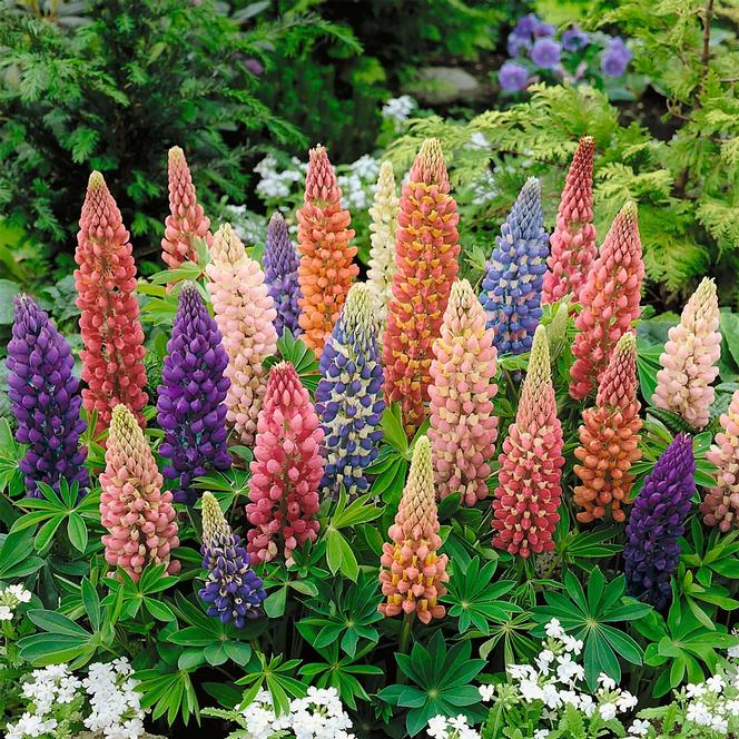 (Lupine) Lupinus polyphyllus Minarette Mix from Swift Greenhouses