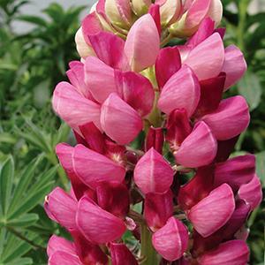 (Lupine) Lupinus regalis Morello Cherry from Swift Greenhouses