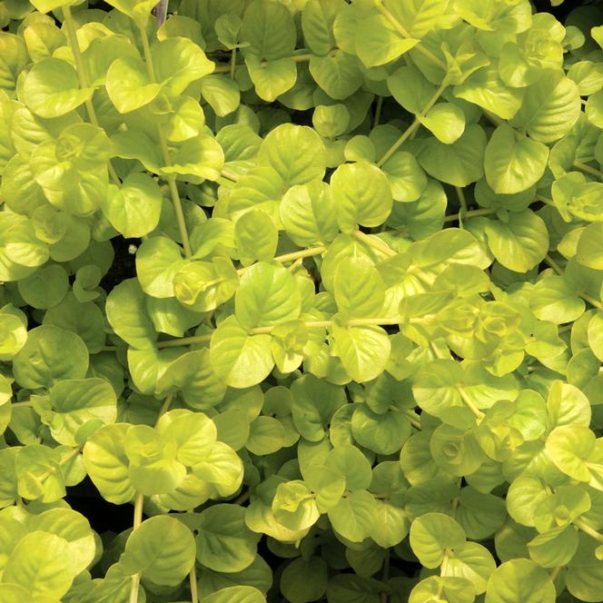 (Gold Moneywort) Lysimachia nummularia Aurea Gold from Swift Greenhouses