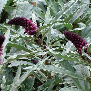 (Purple Loosestrife) Lysimachia atropurpurea Beaujolais from Swift Greenhouses