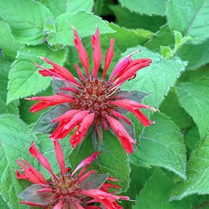 (Bee Balm) Monarda didyma Cambridge Scarlet from Swift Greenhouses