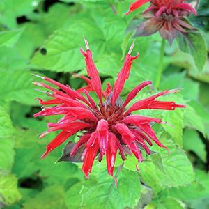 (Bee Balm) Monarda didyma Gardenview Scarlet from Swift Greenhouses