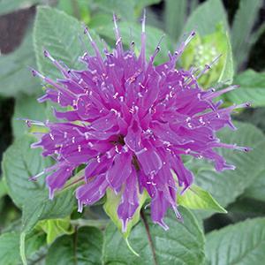 (Bee Balm) Monarda didyma Marshall's Delight from Swift Greenhouses